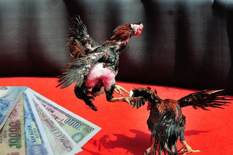 Bí Kíp Chơi Đá Gà Sabong VND88 Bất Bại Từ Cao Thủ Hàng Đầu 1 Bí Kíp Chơi Đá Gà Sabong VND88 Bất Bại Từ Cao Thủ Hàng Đầu